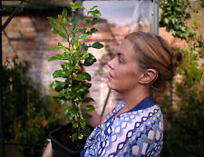 Makrut kaffir lime for sale  HASTINGS