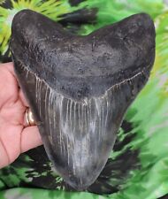 megalodon teeth for sale  Bloomsburg