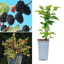 Mulberry fruit plant for sale  LIVERPOOL
