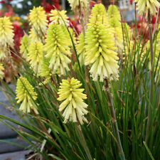 Kniphofia poco citron for sale  LLANDYSUL