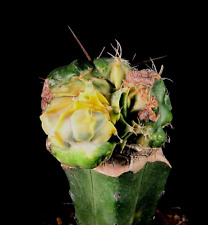 Used, Stenogonia Chimera (Stenocactus X Obregonia) f. variegata grftd. for sale  Shipping to South Africa
