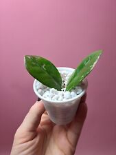 Zamioculcas Variegata  na sprzedaż  PL