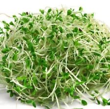 1000 alfalfa seeds for sale  Shipping to Ireland