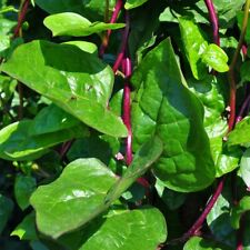 Bangladeshi red poi for sale  NORTH SHIELDS