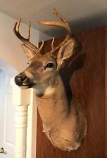 Taxidermy whitetail buck for sale  Leslie