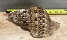 Charonia tritonis shell for sale  Duluth