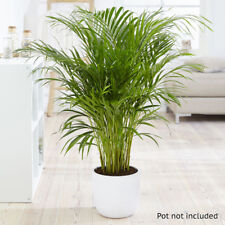 bamboo palm for sale  PETERBOROUGH