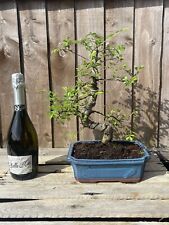 Bonsai tree chinese for sale  PERSHORE