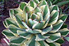 Agave desert diamond for sale  Tucson