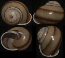 Used, Tonyshells Landsnail Calocochlia albaiensis semperi 36mm F+++, superb brown stri for sale  Shipping to South Africa