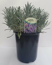 Lavender plant phenomenal for sale  Sequim