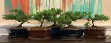 Juniper procumbens nana for sale  Kent