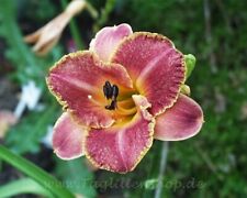 Taglilie daylily breed for sale  Shipping to Ireland
