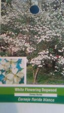 White flowering dogwood for sale  Ben Wheeler