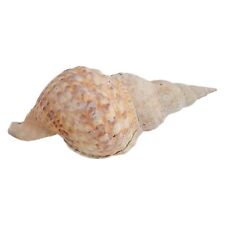 Giant Triton's Trumpet  Seashell Charonia Tritonis Shell Conch Horn 10" x 4 3/4" for sale  Shipping to South Africa