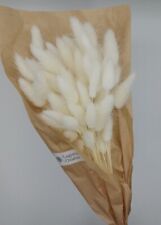 Lagurus ovatus bianco usato  Villa Faraldi