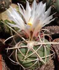 Thelocactus hexaedrophorus v. lloydii VZD 775, seeds 10 pcs, used for sale  Shipping to South Africa