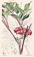 Leea Coccinea Java Fleurs Botanique Fleur Botany Lithograph Curtis segunda mano  Embacar hacia Argentina