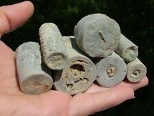 Crinoid fossil stems for sale  Resaca