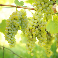 Grape vitis vroege for sale  UK