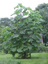 Paulownia tree empress for sale  BURTON-ON-TRENT