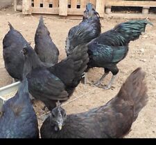 Bruteier ayam cemani gebraucht kaufen  Gransee