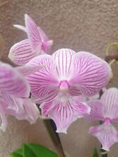 Rare phalaenopsis manta for sale  HALSTEAD