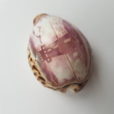 Tiger cowrie natural for sale  Shipping to Ireland