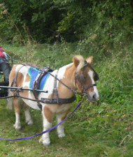 Mini shetland pony for sale  HALSTEAD