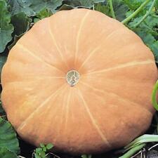 Pumpkin hundredweight vegetabl for sale  Shipping to Ireland
