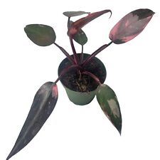 Philodendron pink princess for sale  Winnetka