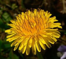 Sementes de dente-de-leão flores medicinais comestíveis flores gigantes de dente-de-leão EUA, usado comprar usado  Enviando para Brazil