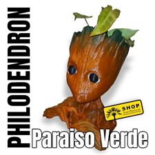 Philodendron paraiso verde gebraucht kaufen  Berlin