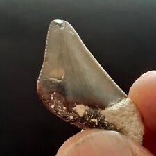 Shark tooth fossil d'occasion  Expédié en Belgium