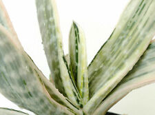 Used, 1 Plant Gasteria cv 風白 Fūhaku Sucker Lateral Of 0 13/16in Variegatura White for sale  Shipping to South Africa