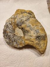Ammonit ceratites nodosus gebraucht kaufen  Kulmbach