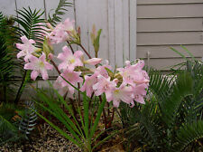 Amaryllis belladonna hardy for sale  San Clemente