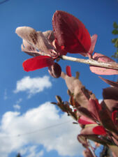 Amelanchier lamarckii kupfer gebraucht kaufen  Wuppertal