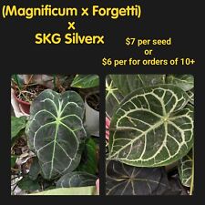 Anthurium skg silverx for sale  Lockport