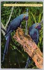 Hyacinth macaws parrot for sale  Topeka