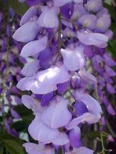 Wisteria sinensis glicine usato  Napoli