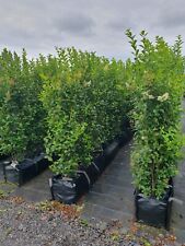 Green privet instant for sale  ORMSKIRK