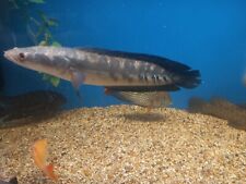 Emperor snakehead tropical for sale  BRIERLEY HILL