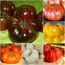 tomatensamen mischung gebraucht kaufen  Homberg (Efze)