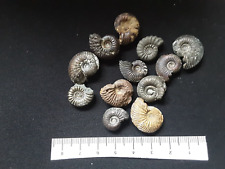 Small ammonite found for sale  WEST BROMWICH