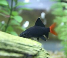 RED TAILED BLACK SHARK ** 2 INCHES ** Epalzeorhynchos bicolor for sale  IPSWICH