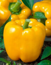 Vegetable sweet pepper for sale  HIGH WYCOMBE