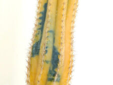 Pilosocereus azureus variegate usato  Napoli