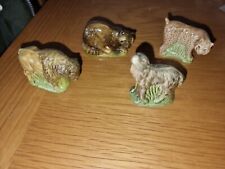 wade bison for sale  FORTROSE