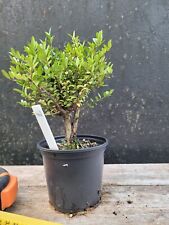 Lonicera nitida bonsai for sale  ELGIN